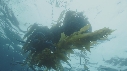 KELP, CHINCHARD