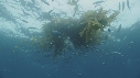 KELP, CHINCHARD