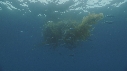 KELP, CHINCHARD