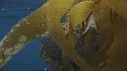KELP, CHINCHARD