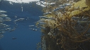 KELP, CHINCHARD
