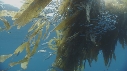 KELP, CHINCHARD