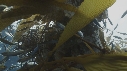 KELP, CHINCHARD