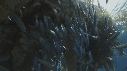 KELP, CHINCHARD