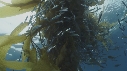 KELP, CHINCHARD