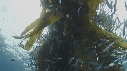 KELP, CHINCHARD