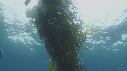 KELP, CHINCHARD