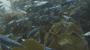 SARDINES, KELP