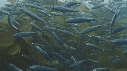 SARDINES, KELP
