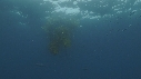SARDINES, KELP