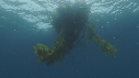 SARDINES, KELP