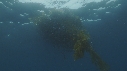 SARDINES, KELP