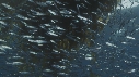 SARDINES, KELP