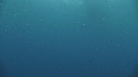 SARDINES