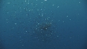 SARDINES, KRILL
