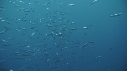 SARDINES, KRILL