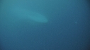 BALEINE BLEUE