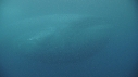 BALEINE BLEUE