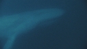 BALEINE BLEUE
