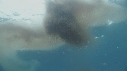 KRILL, SARDINES