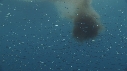 KRILL, SARDINES