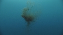 KRILL, SARDINES