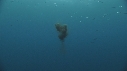 KRILL, SARDINES