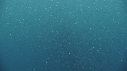 KRILL, SARDINES