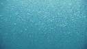SARDINES