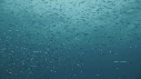 SARDINES