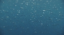 SARDINES