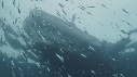 SARDINES, ZODIAC
