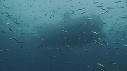 SARDINES, PLONGEUR, ZODIAC