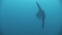 MOLA MOLA