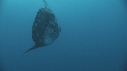MOLA MOLA