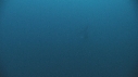MOLA MOLA