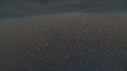 KRILL