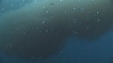 KRILL