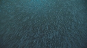 KRILL