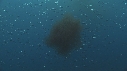 KRILL, SARDINES