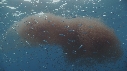 KRILL, SARDINES