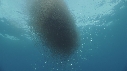 KRILL, SARDINES