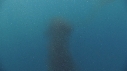 BALEINE BLEUE