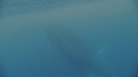 BALEINE BLEUE, KRILL