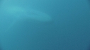 BALEINE BLEUE