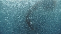 SARDINES, KRILL