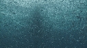 SARDINES