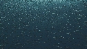 SARDINES