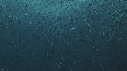 SARDINES