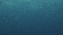 SARDINES